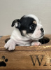 Photo №1. english bulldog - for sale in the city of Columbus | Is free | Announcement № 121035