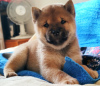 Photo №1. shiba inu - for sale in the city of St. Petersburg | 1755$ | Announcement № 11680