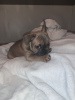 Photo №3. Vaccinated French Bulldog for sale. Germany