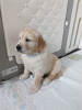 Photo №1. golden retriever - for sale in the city of Франкфурт-на-Майне | Is free | Announcement № 104120