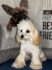 Photo №4. I will sell poodle (toy) in the city of Болонья. private announcement - price - negotiated