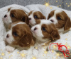 Photo №1. cavalier king charles spaniel - for sale in the city of Minsk | negotiated | Announcement № 36948