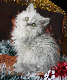 Photo №1. selkirk rex longhair - for sale in the city of Rostov-on-Don | 475$ | Announcement № 2303