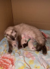 Photo №2 to announcement № 103831 for the sale of siamese cat - buy in Germany private announcement, breeder