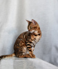 Photo №2 to announcement № 120911 for the sale of bengal cat - buy in Belarus private announcement, from nursery, breeder