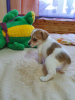 Photo №1. jack russell terrier - for sale in the city of Krasnoyarsk | 260$ | Announcement № 90655