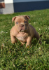 Additional photos: american bully (ambulli)