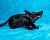 Photo №1. oriental shorthair - for sale in the city of Permian | 1$ | Announcement № 80751