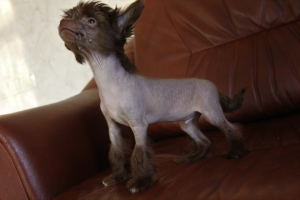 Photo №2 to announcement № 3373 for the sale of chinese crested dog - buy in Russian Federation breeder