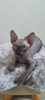 Photo №1. sphynx cat - for sale in the city of Kettering | negotiated | Announcement № 78531