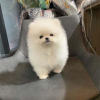 Photo №2 to announcement № 119363 for the sale of pomeranian - buy in Finland private announcement