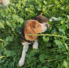 Photo №3. Beagle. Slovakia