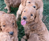 Photo №1. golden retriever - for sale in the city of Helsinki | 264$ | Announcement № 72047