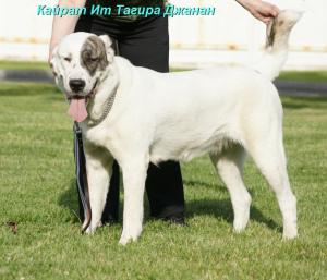 Additional photos: Central Asian Shepherd Puppy White-Tiger Girl