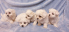 Photo №1. maltese dog - for sale in the city of Дортмунд | 317$ | Announcement № 81806