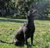 Photo №2 to announcement № 7744 for the sale of thai ridgeback - buy in Ukraine from nursery