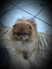 Additional photos: Pomeranian Spitz, puppies. Mini bears