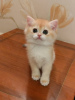 Photo №3. British golden chinchilla kittens NY12. Russian Federation