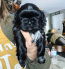 Photo №4. I will sell shih tzu in the city of West New York. private announcement - price - 220$