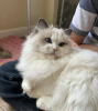 Photo №1. ragdoll - for sale in the city of Франкфурт-на-Майне | 317$ | Announcement № 98337