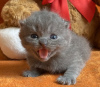 Photo №2 to announcement № 89822 for the sale of british shorthair - buy in Germany private announcement