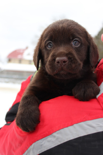 Photo №1. labrador retriever - for sale in the city of Kirov | 669$ | Announcement № 4011