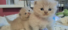 Photo №2 to announcement № 108980 for the sale of british shorthair - buy in Poland private announcement