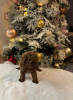 Photo №2 to announcement № 91070 for the sale of poodle (dwarf) - buy in Serbia 