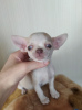 Photo №2 to announcement № 105276 for the sale of chihuahua - buy in Germany breeder
