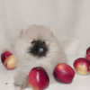 Photo №1. pomeranian - for sale in the city of Odessa | 1300$ | Announcement № 38685