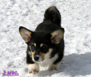 Photo №4. I will sell welsh corgi in the city of Moscow. private announcement, breeder - price - Negotiated