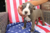 Additional photos: American Bully Pocket ABKC GrChampions