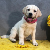 Photo №1. labrador retriever - for sale in the city of Nottingham | negotiated | Announcement № 123496