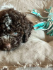 Additional photos: Lagotto Romagnolo puppies