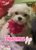 Photo №2 to announcement № 104010 for the sale of maltese dog - buy in Germany private announcement, breeder