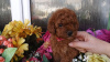 Photo №1. poodle (toy) - for sale in the city of Berlin | 349$ | Announcement № 96420