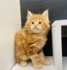 Photo №2 to announcement № 89062 for the sale of maine coon - buy in Finland 