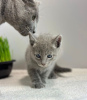 Photo №2 to announcement № 89687 for the sale of russian blue - buy in Germany private announcement