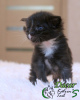 Photo №1. maine coon - for sale in the city of St. Petersburg | 608$ | Announcement № 17643