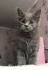 Photo №4. I will sell maine coon in the city of Kaluga. private announcement - price - 521$