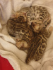 Photo №3. Trained Bengal kittens available now for free Adoption. United States