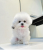 Photo №4. I will sell bichon frise in the city of Prague. private announcement - price - negotiated