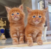 Photo №3. Healthy Maine Coon Kittens available for sale now. Spain