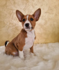 Photo №1. basenji - for sale in the city of Vladičin Han | negotiated | Announcement № 126818