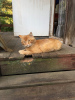 Photo №3. Sunny cat Boniface! Bring back the kitty's happiness!. Russian Federation