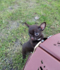 Photo №1. chihuahua - for sale in the city of Berlin | 591$ | Announcement № 15858