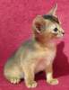 Additional photos: Abyssinian kittens