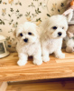 Photo №3. Maltese puppies with pedigree. Ukraine