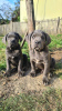 Photo №2 to announcement № 73112 for the sale of cane corso - buy in Serbia private announcement