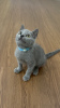 Photo №2 to announcement № 83496 for the sale of british shorthair - buy in Italy breeder